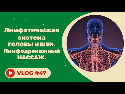 Видео: #47 Лимфатическая система головы и шеи. Лимфодренажный массаж.