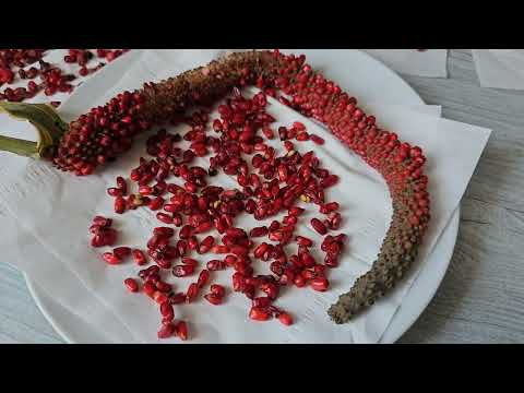 Видео: Антуриум из семян. Мужское счастье.  Вариегатный Антуриум.Secrets of Growing Anthurium from Seeds