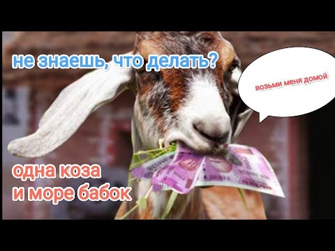 Видео: ВЫГОДА ОТ ОДНОЙ КОЗЫ ОЧЕВИДНА