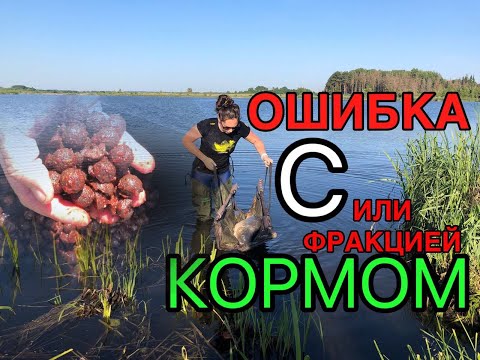 Видео: Карп после нереста. Ошибка с фракцией корма?