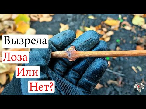 Видео: Вызрела или нет? Как определить вызревшую лозу винограда?