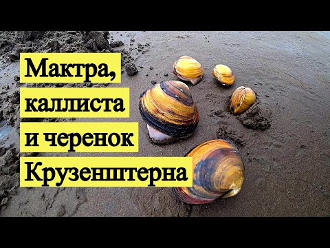 Видео: Мактра, каллиста и черенок Крузенштерна