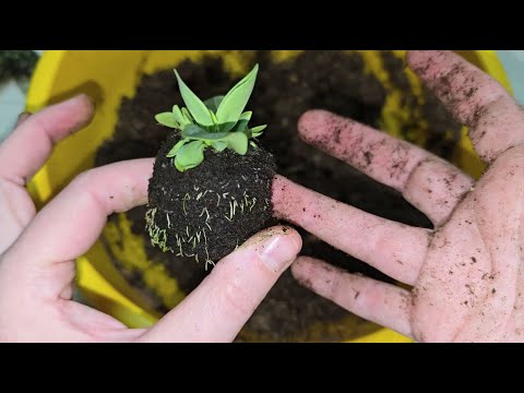 Видео: МАРАФОН по Эустоме - Как ПРАВИЛЬНО пересадить и ИЗБАВИТЬСЯ от мошек и почвенных комарики