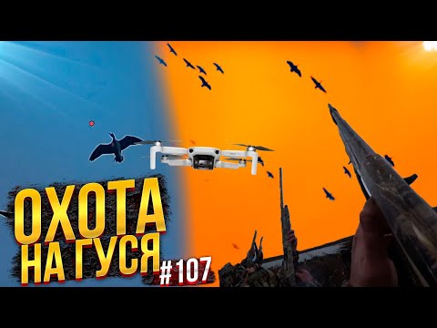 Видео: №107 Секрет расстановки. Охота на гуся весной 2021.  Часть 2. Дрон и shotkam