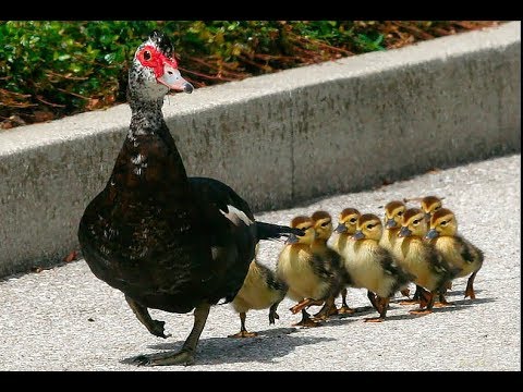 Видео: Как выращивать мускусных уток / Самый бюджетный вариант выращивания мускусных уток