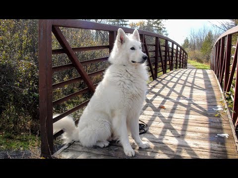 Видео: Знакомьтесь: Белая Швейцарская Овчарка #бшо