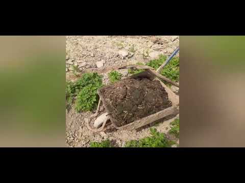 Видео: КАРТОПҚА ДӘРІ БЕРМЕЙ МОЛ ӨНІМ АЛУ  [The potatoes get a rich harvest without giving medicine]