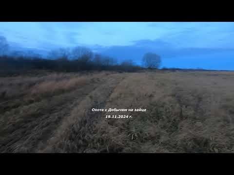 Видео: Охота с Добычем 19.11. 2024 г . 4 й трудовой!