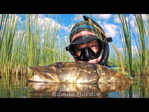 Видео: Подводная охота " САМОЕ ЧИСТОЕ ПОЛНОЕ РЫБЫ ОЗЕРО ". Добыли трофей🐟 Щука, Линь, Лещ, Окунь.