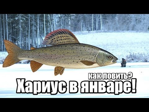 Видео: Как ловить хариус в январе? На что клюёт хариус в январе? Места стоянок хариуса в январе?