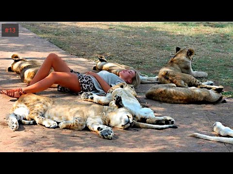 Видео: Я ржал до слез 😂 20 Минут смеха 2025 Смешные видео Приколы с животными!Подборка #13