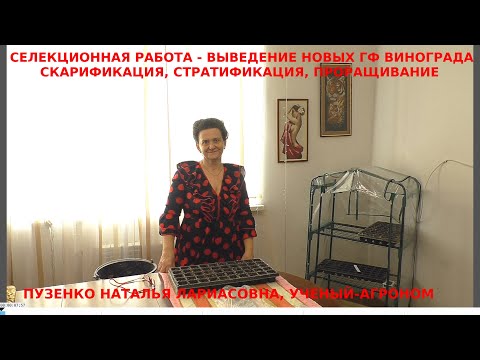 Видео: Селекция винограда- скарификация, стратификация, проращивание. Пузенко Наталья Лариасовна