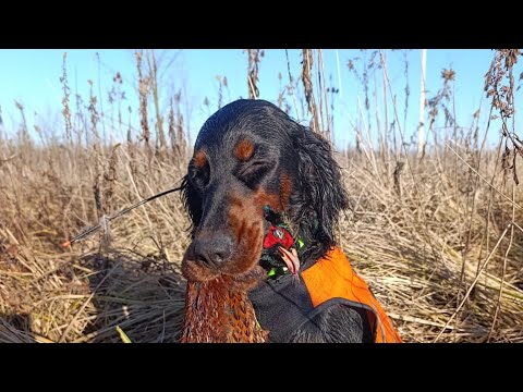 Видео: Шотландский сеттер Ася - первое поле, подводим ИТОГ