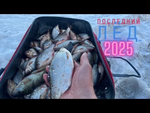 Видео: Такого СУПЕР клёва на ПОСЛЕДНЕМ льду у меня еще не было. Закрытие сезона 2025