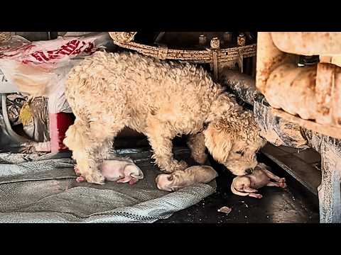 Видео: Хозяин её бросил, она родила щенков в углу, пока девушка с собакой не спасла их.