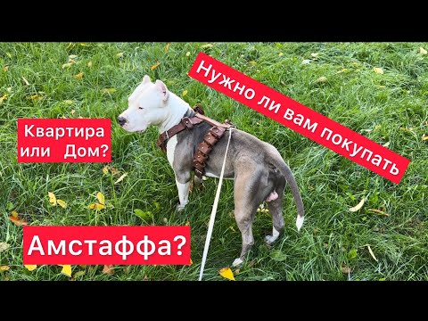 Видео: Нужно ли вам заводить Амстаффа в квартире или  загородном доме?  #амстафф #amstaff #мотивация #собак