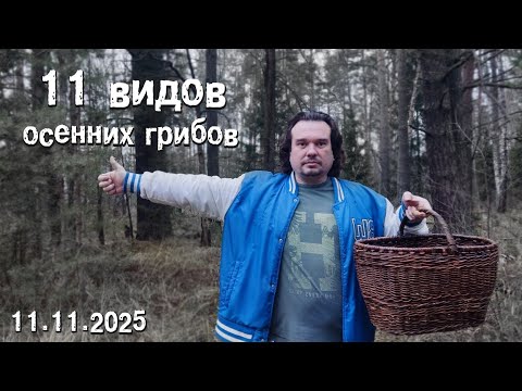 Видео: 11 видов осенних грибов.
