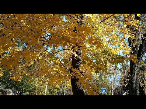 Видео: МІЙ ОСІННІЙ ВАЙБ🍁 #вернісаж_осінніх_барв_2025 #челендж_клубочок