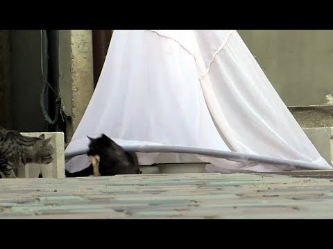 Видео: Ловля кошек падающим сачком