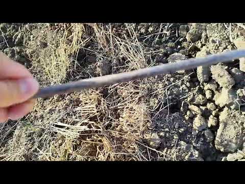 Видео: Оценка глубокой плоскорезной зяби (октябрь 2024 г.)