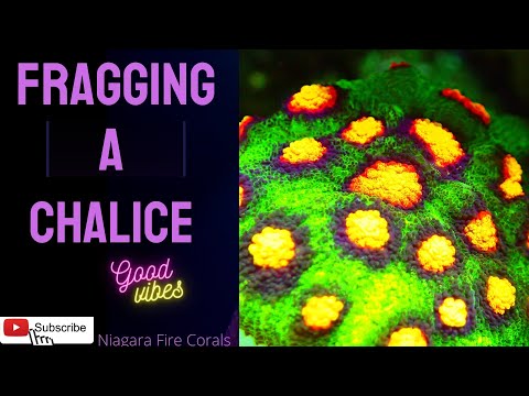 Видео: Резать кораллы Чалис теперь легко 😁