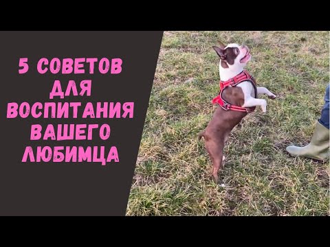 Видео: 5 советов по воспитаннию собак |Бостон Терьер