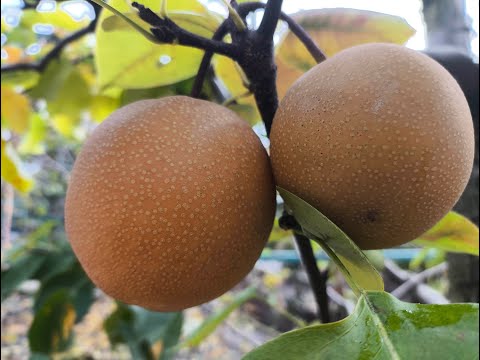 Видео: Ніккорі Наші (Японська селекція)