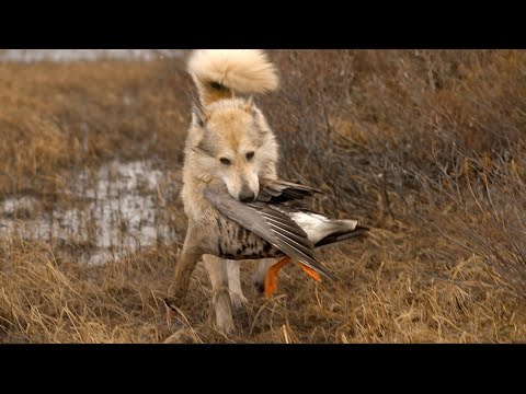 Видео: Гуси полетели !!!!. Жизнь Вынгаяхи 3 .