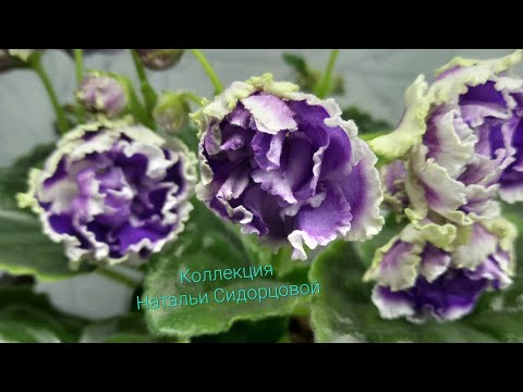 Видео: Фиалочка отцвела. Что делать?!!!