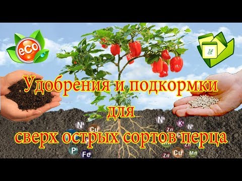 Видео: Удобрения и подкормки для сверх острых сортов перца