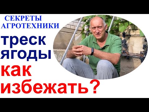 Видео: Треск ягод у винограда - мысли вслух или почему у меня практически  не трещит виноград.