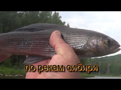 Видео: ТУМАН РЕКА. РЫБАЛКА ОГОНЬ.