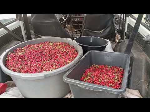 Видео: На сбор шиповника. Новый рекорд!!!
