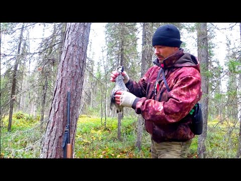 Видео: ОХОТА НА РЯБЧИКА С МАНКОМ / НЕКОТОРЫЕ ТОНКОСТИ. ТАЙГА КОМИ КРАЯ.