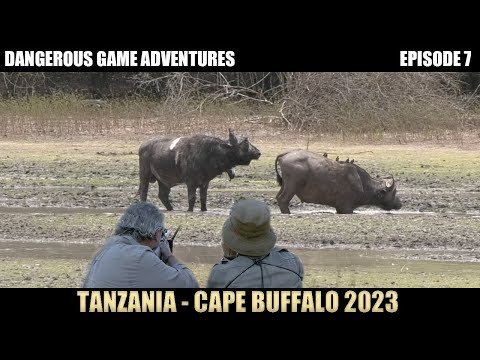 Видео: Охота на африканского буйвола и гиену в Танзании