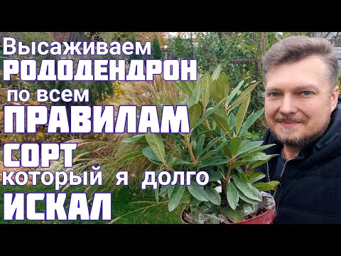 Видео: Посадка РОДОДЕНДРОНОВ + ГОРТЕНЗИЯ 💐 будет очень КРАСИВЫЙ ЦВЕТНИК 💐 РАБОТЫ в саду ПРОДОЛЖАЮТСЯ