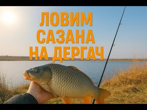 Видео: Ловля Сазана на Дергач 🎣