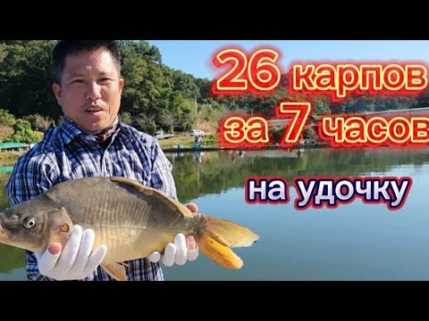 Видео: Наловил больше 25 карпов на удочку раздал подписчикам. На снасть херабуна.#fishing
