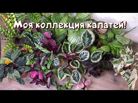 Видео: Обзор моей коллекции калатей. Комнатные растения.