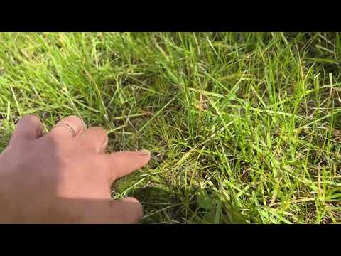 Видео: Газон в лесу? Верное решение или деньги на ветер. Ошибки.