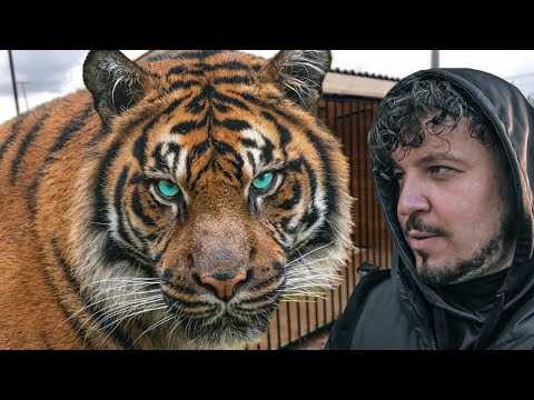 Видео: САМЫЙ ГИГАНТСКИЙ ТИГР В МИРЕ! Невероятная история Амурского тигра. Giant tiger in the world!