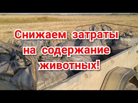 Видео: Бесплатный корм для коров, свиней и птицы! ХАЛЯВА!!!