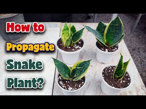 Видео: Как размножить растение Сансевиерия? | Простой и быстрый способ размножить Сансевиерию