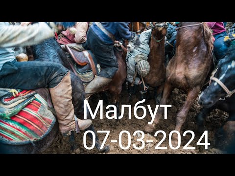 Видео: Сух купкари Малбут (Ако Тохир) 07-03-2024
