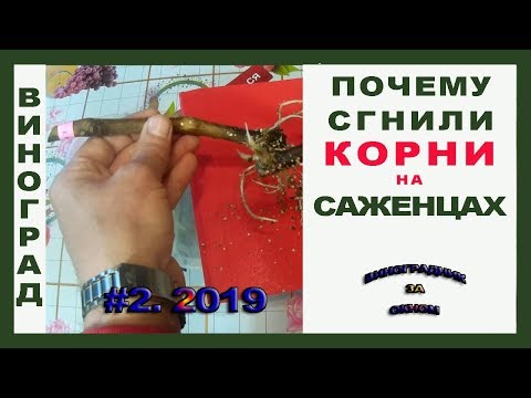 Видео: ПОЧЕМУ сгнили КОРНИ на саженцах. Виноград.