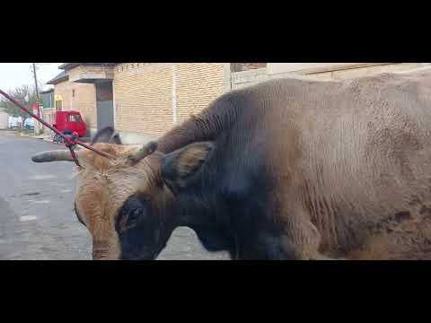 Видео: 92 733 10 10 ватсаб 5 сар молхо бо нархи дастрас успет кунед аз Гайрат полвон