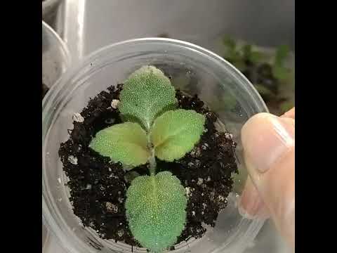 Видео: #264 Размножение глоксинии круглогодично, 2 часть