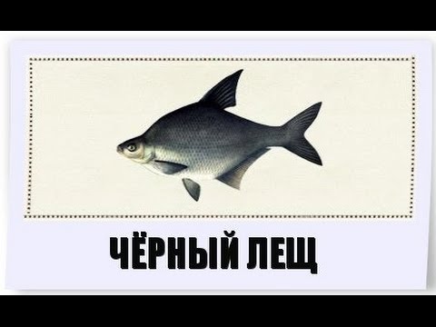 Видео: Русская рыбалка 3.99 Гренландия. Ловля чёрного леща + быстрая прокачка