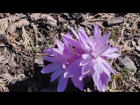Видео: 🌳"Садовые истории: кустарники и деревья. Часть 1"🍃
