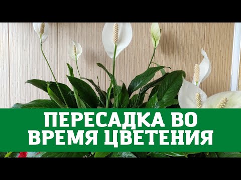 Видео: Женское счастье (спатифиллум) пересадка цветущего растения